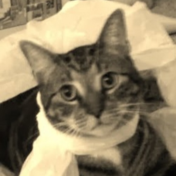kellykatz88